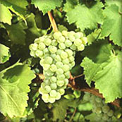 sauvignonblanc