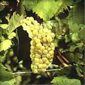semillon1